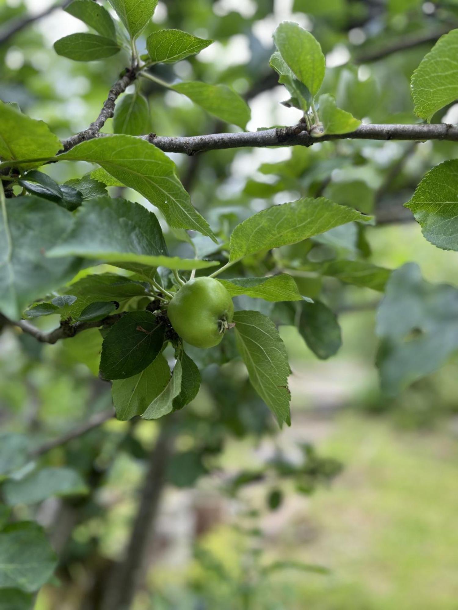 Apple Cottage Newton Stewart Extérieur photo